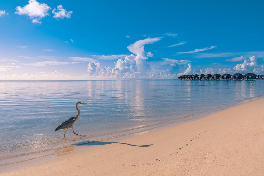 07 Nights Sun Siyam Olhuveli Maldives 2026 Escape – All Meals, All Magic – Only £1499pp!