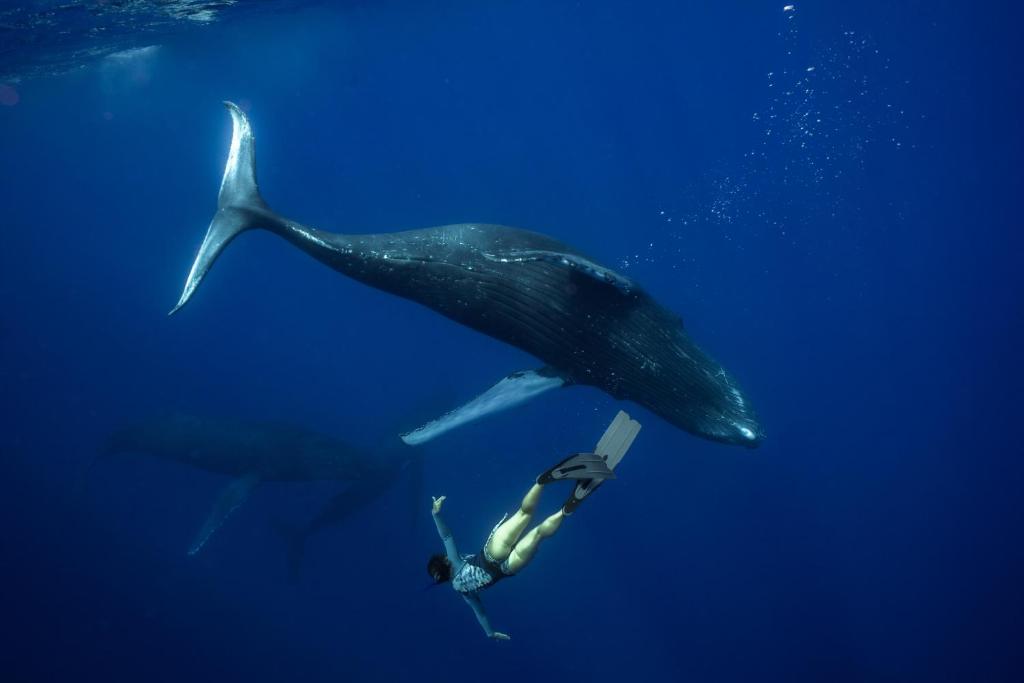 07 Nights Holiday Deal for InterContinental Bora Bora Le Moana Resort (IHG) with Overwater Bungalow Lagoon View, Starting from £ 3,999 PP