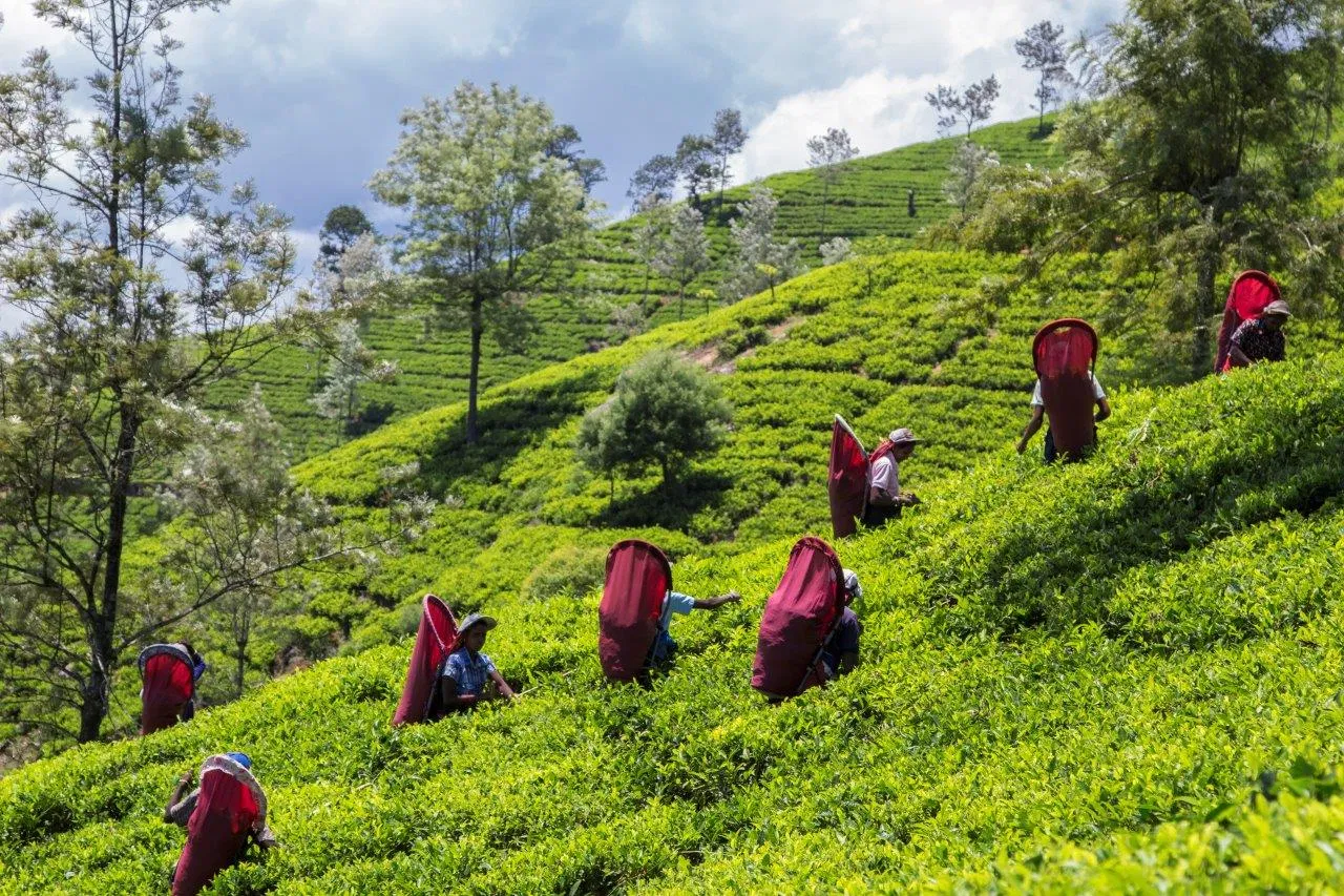 12 Nights Exclusive Sri Lanka Private Tour with Dubai From Only £1849pp (Summer 2026 – June)
