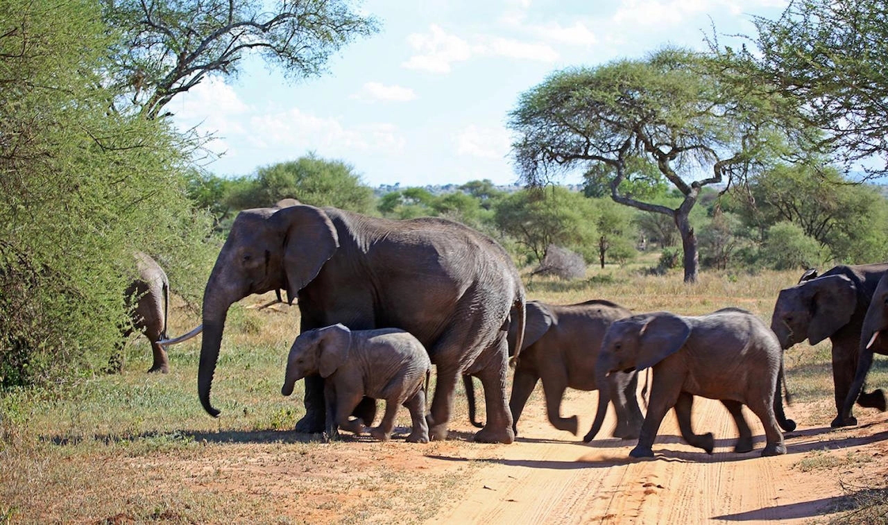 12-Day Kenya Safari & Dubai Luxury Escape from £2,299pp