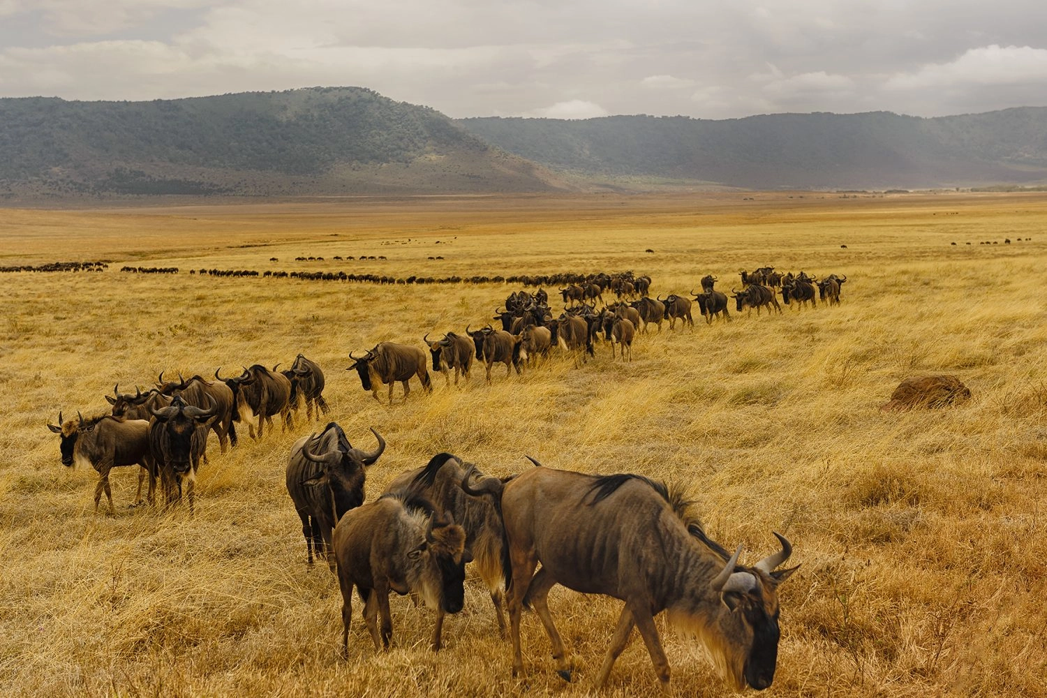 12-Day Kenya Safari & Dubai Luxury Escape from £2,299pp